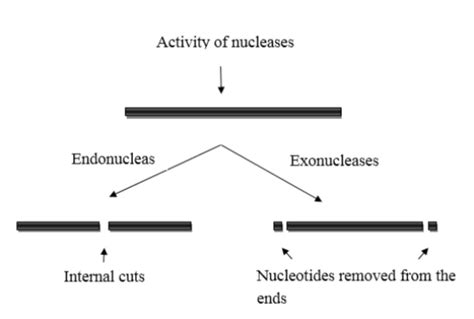 🔵 Difference between EXONUCLEASE and ENDONUCLEASE: | by Dikshita Ramse | Medium