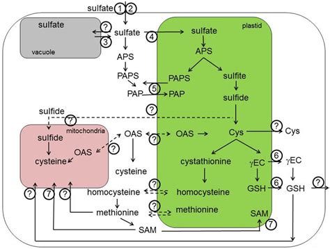 Frontiers | Transporters in plant sulfur metabolism | Plant Science