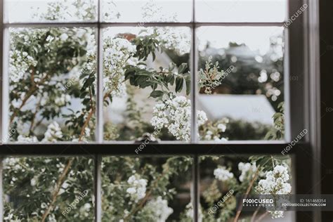 White flowers growing near window — design, blossom - Stock Photo | #161468354