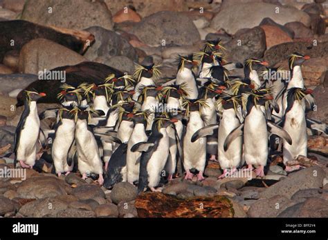 Northern Rockhopper Penguin group, Eudyptes moseleyi, endemic, endangered, Gough Island, South ...