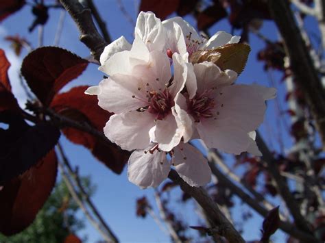 Plum Tree Flower Free Stock Photo - Public Domain Pictures