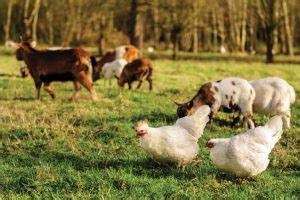 Can Chickens and Goats Live Together? - Hobby Farms