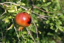Pomegranate Free Stock Photo - Public Domain Pictures