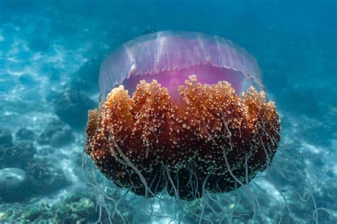 10 Extraordinary Jellyfish Species