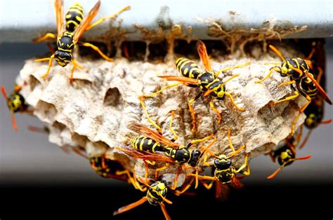 How Wasps Build Their Nests And How To Get Rid Of Them - Pest Aid