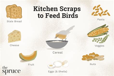 Essential High-Energy Foods for Feeding Birds in Winter - Sigloxxi