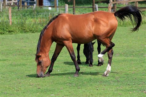 Horse Grazing Free Stock Photo - Public Domain Pictures