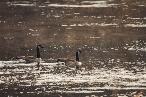 Photo of Geese On Water · Free Stock Photo