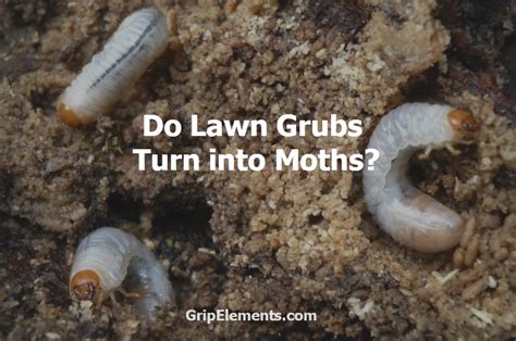 Do Lawn Grubs Turn into Moths? Read The Explanation Here