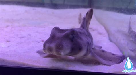 Meet Link The Horn Shark - Aquapparel