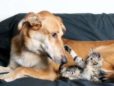 Whether Cat or Dog, Playing is Good for Everyone | Life With Cats