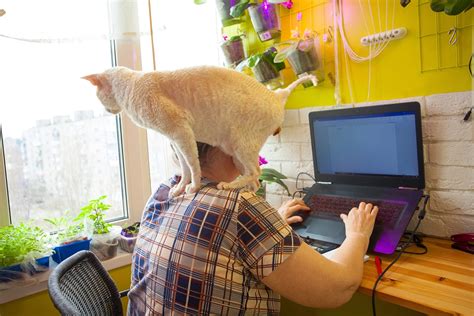 Pros and Cons of Working from Home with Pets - TASK Virtual Assistant, LLC