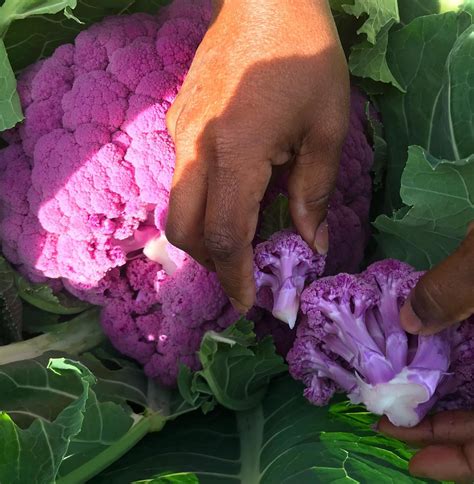 GMO Free Purple of Sicily Cauliflower Seeds – GreenDesert