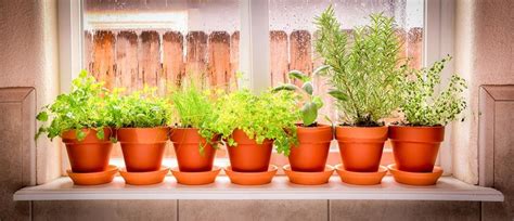 5 Indoor Herb Garden Ideas to Spice Up your Kitchen