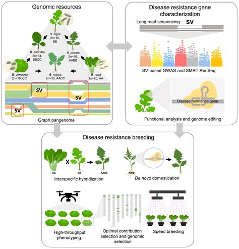 Key Advances in the New Era of Genomics-Assisted Disease Resistance Improvement of Brassica ...