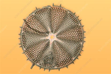 Fossil diatom, light micrograph - Stock Image - C049/3284 - Science Photo Library