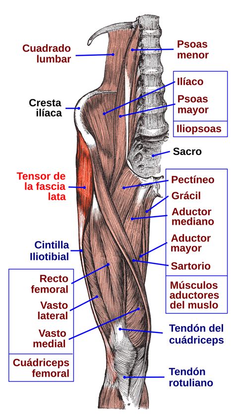 Músculo tensor de la fascia lata - Wikipedia, la enciclopedia libre Hip Muscles Anatomy, Human ...