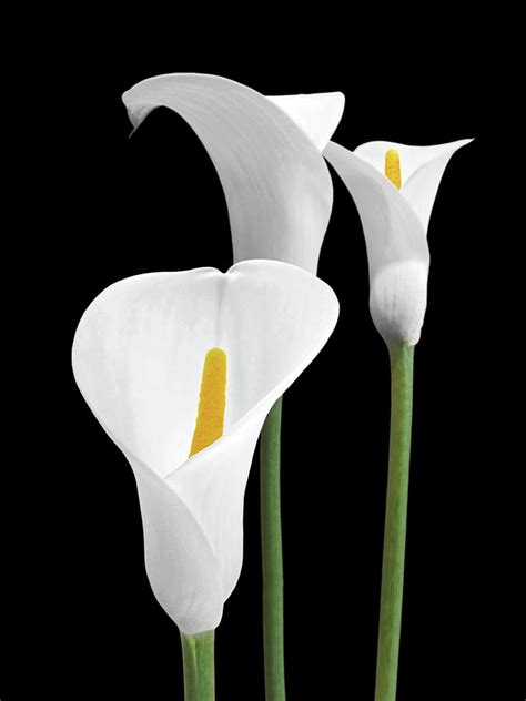 White Calla Lilies Photograph by Gill Billington - Pixels