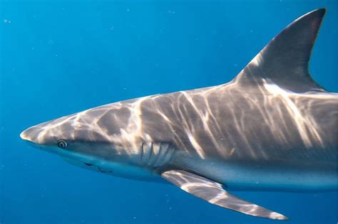 The Sharks of Hawaii | Meet your Dive Partners at Kona Shark Diving