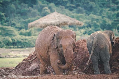 Chiang Mai elephant sanctuary - My Thailand Tours