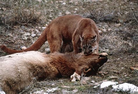 Mountain lion with a kill - Stock Image - Z934/0063 - Science Photo Library