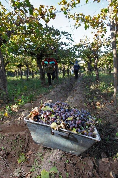 Premium Photo | Grape planting