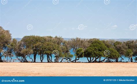 Brijuni National Park. Croatia Stock Image - Image of large, trees ...