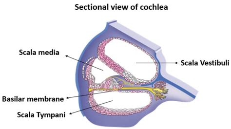 Basilar membrane separates