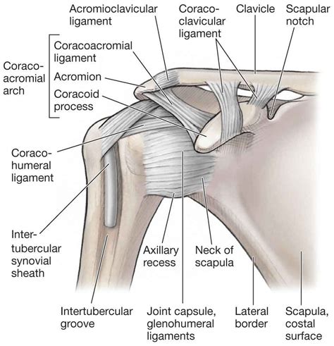 Shoulder Tendon Anatomy Diagram