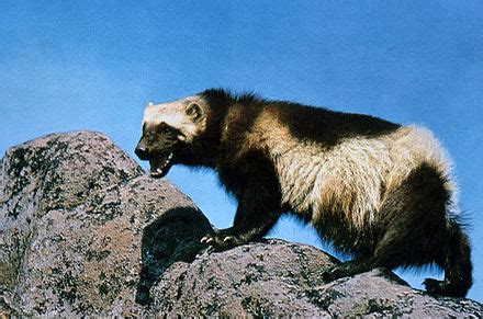 Wikipedia:Featured picture candidates/Wolverine - Wikipedia