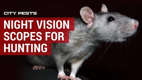 Shooting rats using night vision | Best night vision scopes for hunting ...