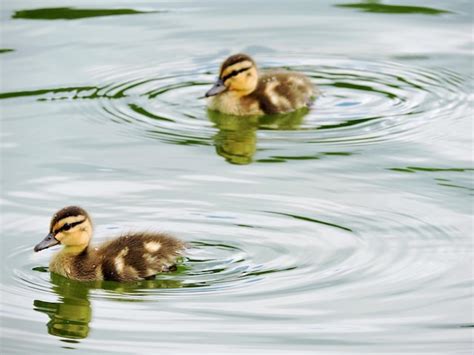 Premium Photo | Ducklings swimming in lake