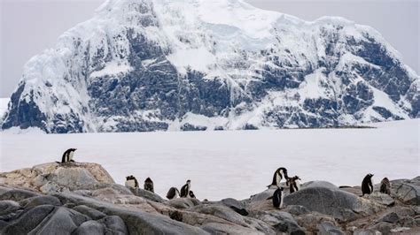 As Antarctica’s penguins struggle with record low sea ice, one species ...