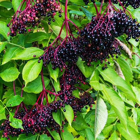 John & Adams Elderberry Shrub Pairs for Sale – FastGrowingTrees.com