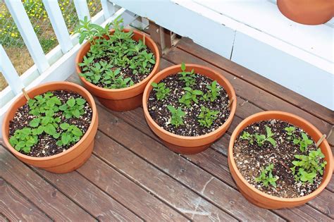 Nurturing A Simple Life: Potted Herb Garden