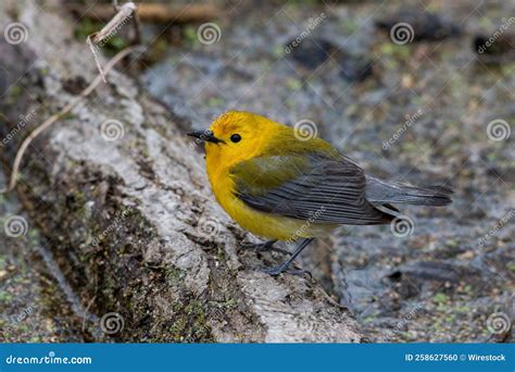 Prothonotary Warbler in Its Natural Habitat Stock Photo - Image of ...