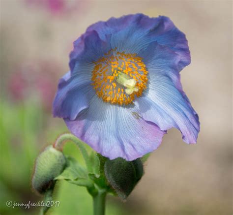 Saltaire Daily Photo: Blue poppies