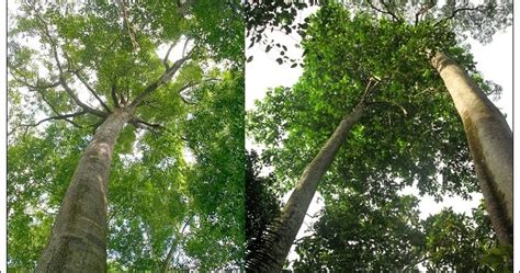 Jenis-jenis Pohon Meranti (Shorea) dan Klasifikasinya ~ FORESTER UNTAD BLOG
