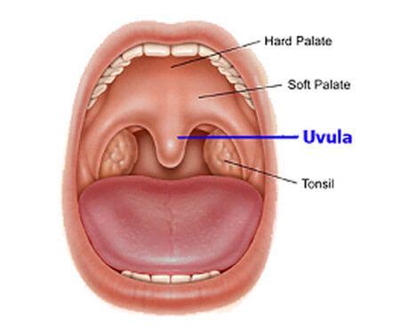 Uvula image | Biology projects, Remedies, Home remedies