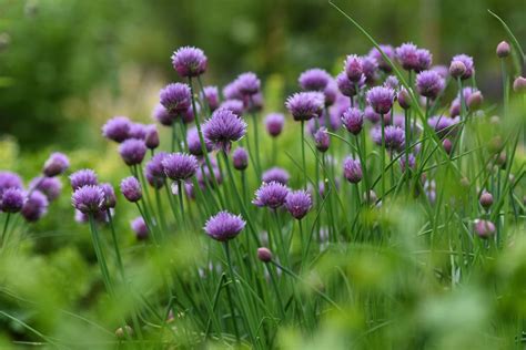 Chives: Plant Care and Collection of Varieties - Garden.org