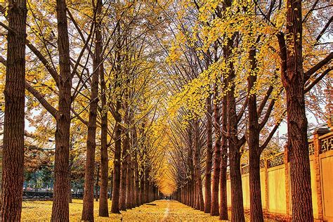 Autumn in Beijing: Under the Pen of Literary Masters - Youlin Magazine