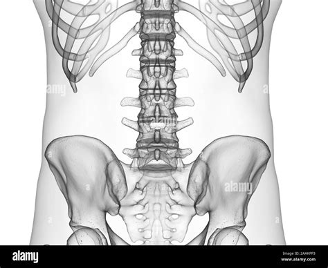 Lumbar spine, computer illustration Stock Photo - Alamy