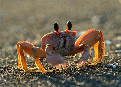 Crabs have a split nervous system that consists of a dorsal ganglion, which is the crab's brain ...