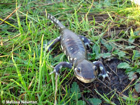 California Tiger Salamander - Ambystoma californiense