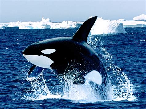 Whales Large Tropical and Warm Mammals Living Sea ~ planetanimalzone