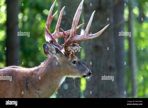 The white tailed deer. Photo of Deer Shedding Their Velvet Stock Photo - Alamy