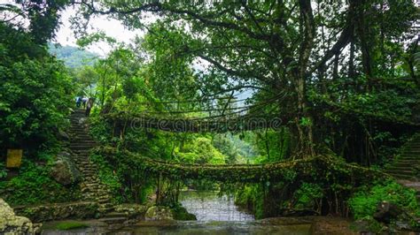 Meghalaya Root Bridge stock image. Image of india, meghalaya - 246042939