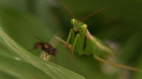 Praying mantises' predatory behaviour examined | Britannica