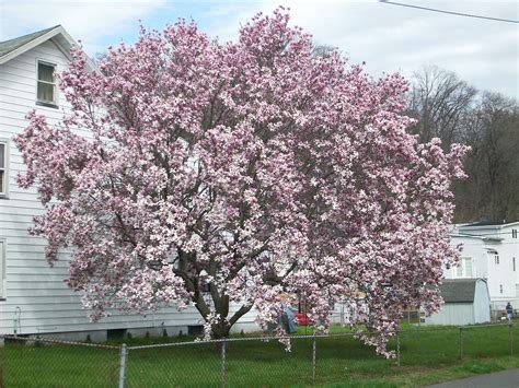 Magnolia Tree 02 | The Japanese Magnolia Tree in my yard. Bl… | Flickr