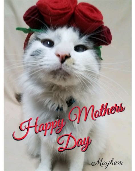 Happy Mothers Day Kitty - Design Corral